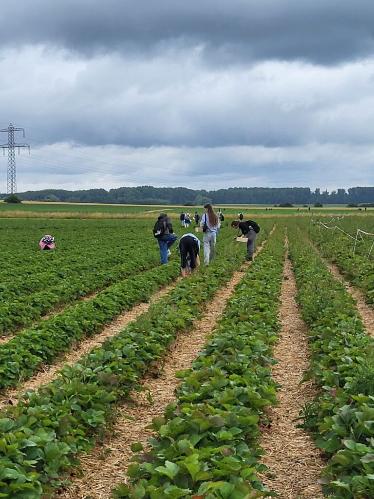 Schüler*innen auf einem Erdbeerfeld